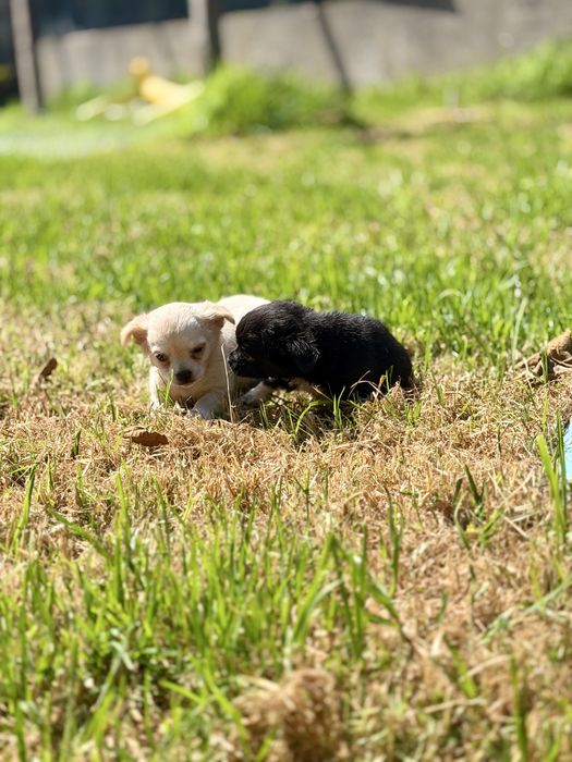 Chihuahua pelo longo com LOP