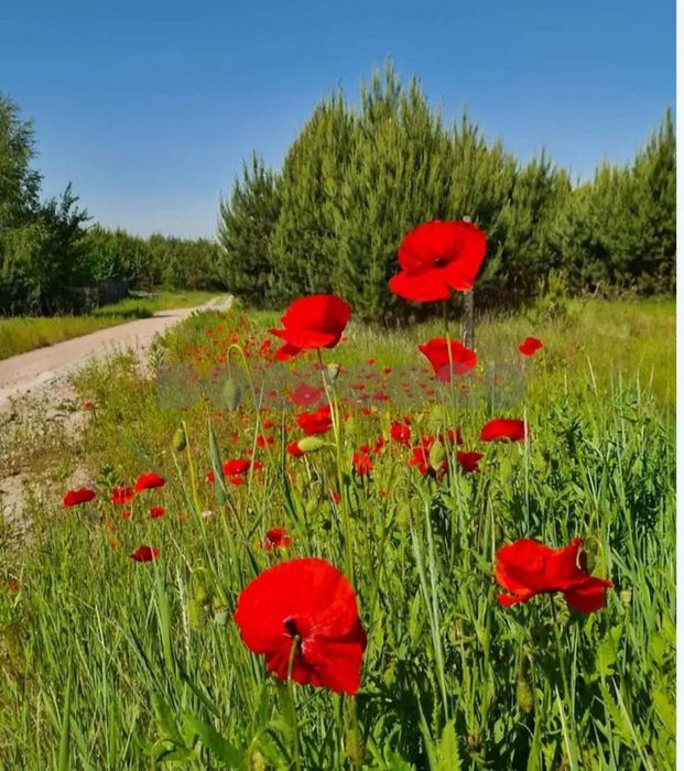 Продаж земельної ділянки під житлову забудову. 30 км. від Києва