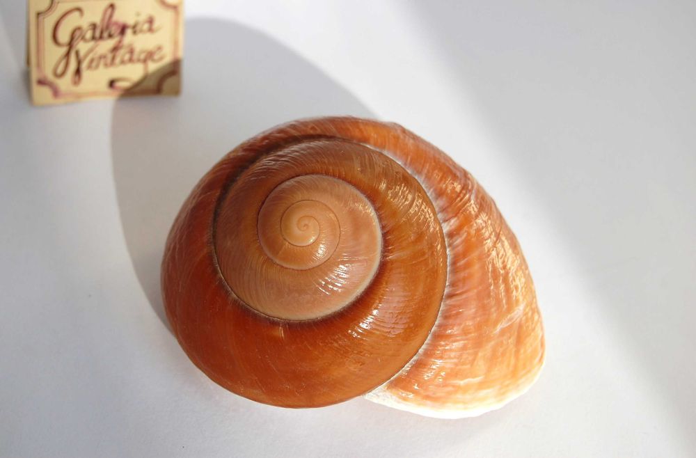 Muszla morska brązowa, Ensaymada, Filipiny, 8,5 cm, marynistyka