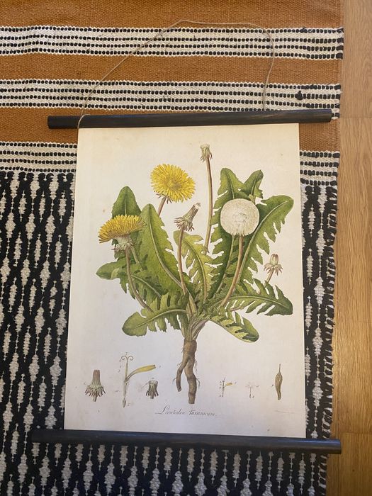 Quadro vintage botânica