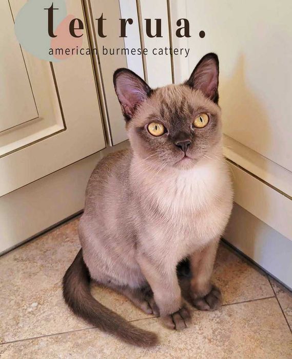 Очень коммуникабельный мальчик американской бурмы!