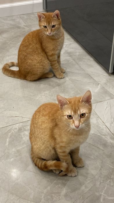 Imbir i Cynamon – dwa rude serca, jeden wspólny los.