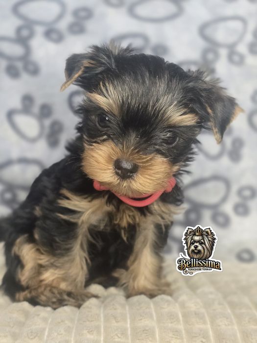 Yorkshire Terrier PIESEK Gotowy do ODEBRANIA Warszawa