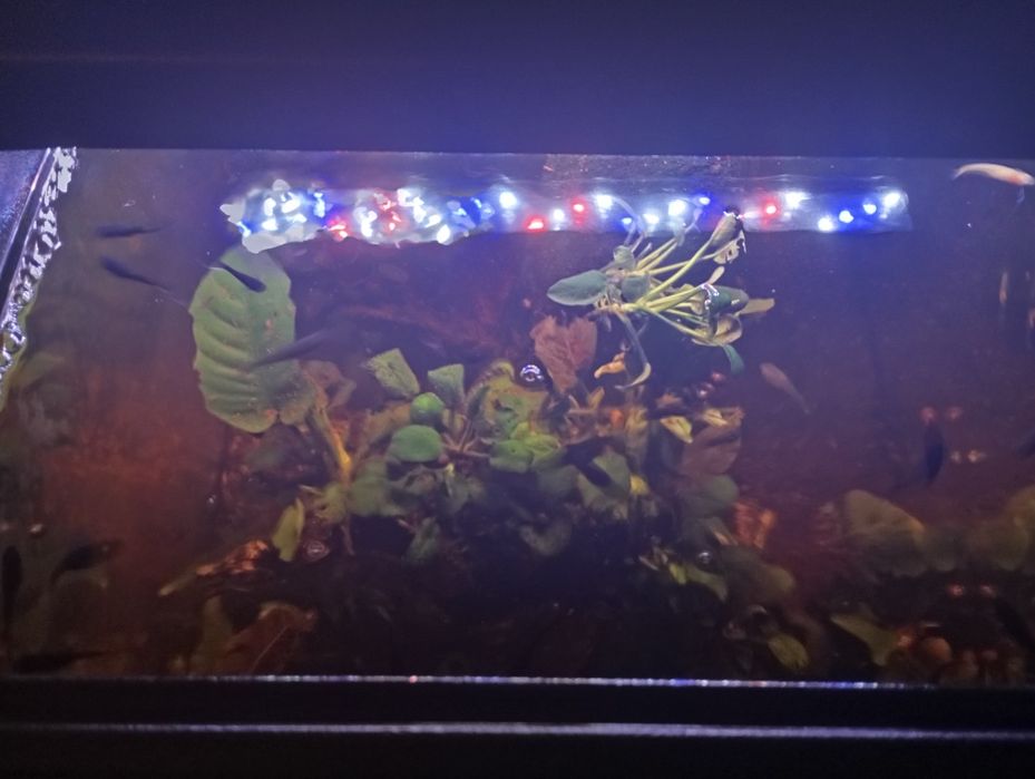 Aquario 45x45x50 com móvel