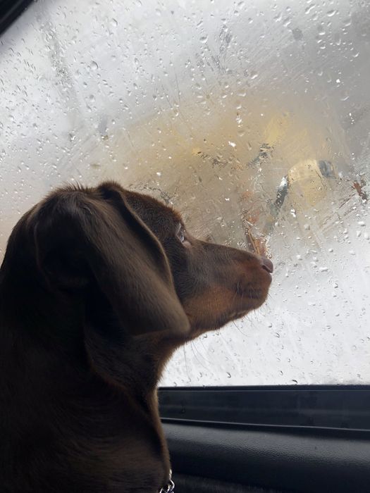 Шоколадний красунчик такса шукає подружку