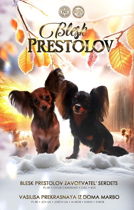 Русский Той Длинношерстный КСУ.