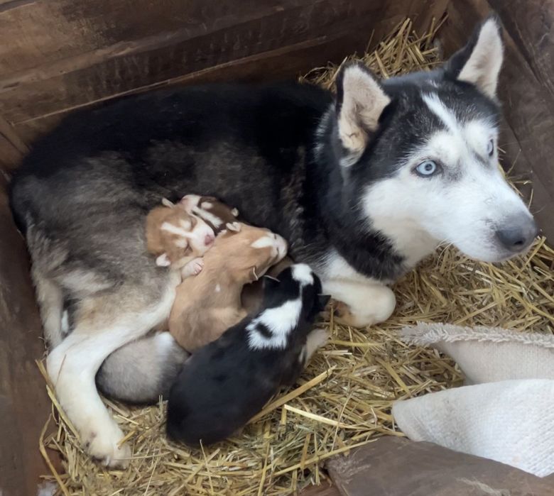 Цуценята  сибірського хаскі. Активні і здорові!