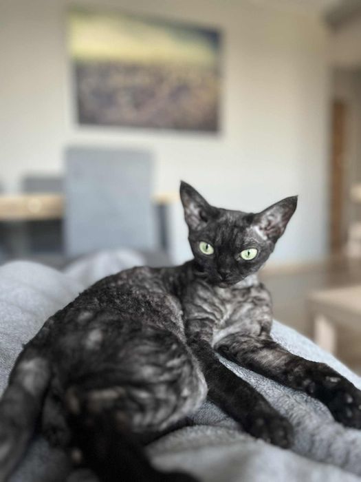 Kotka Devon rex czarna (Rezerwacja)