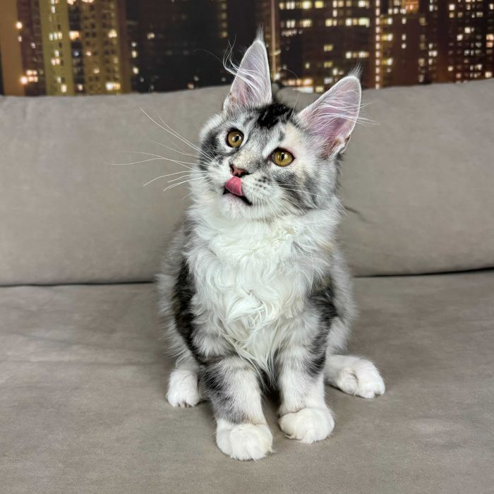 Клубный котенок Мейн-Кун в серебряном окрасе. Девочка