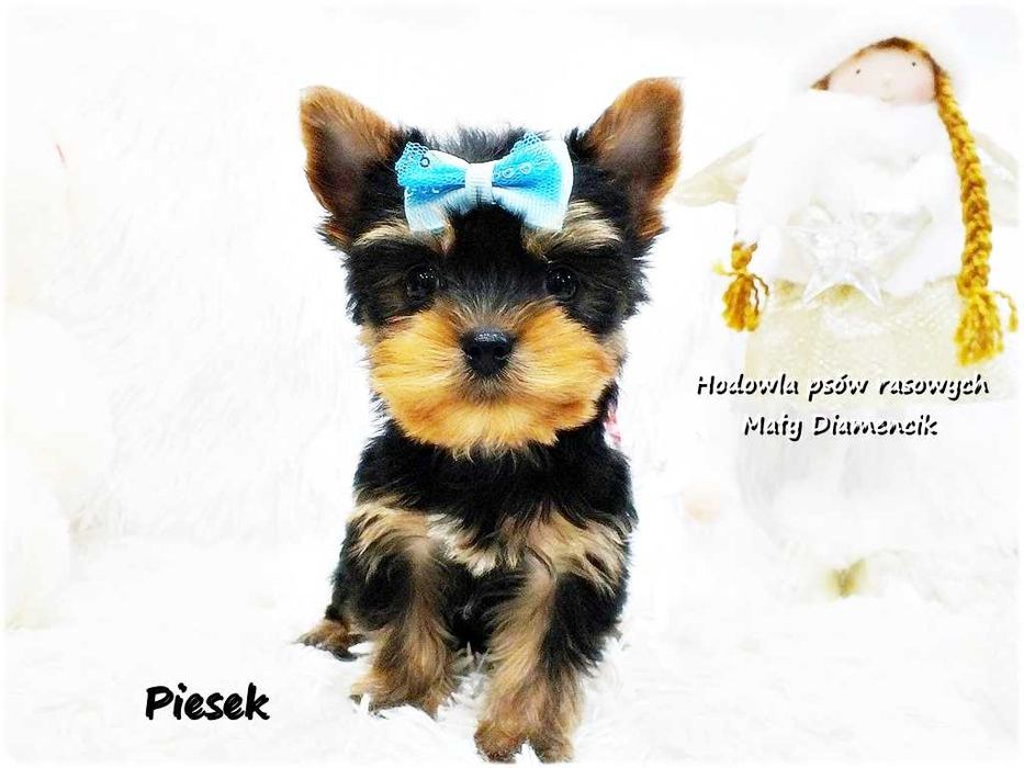 Mini XS !! Malutki Piesek Yorkshire Terrier z Rodowodem i Wyprawką