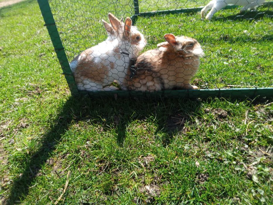 Sprzedam króliki miniaturki