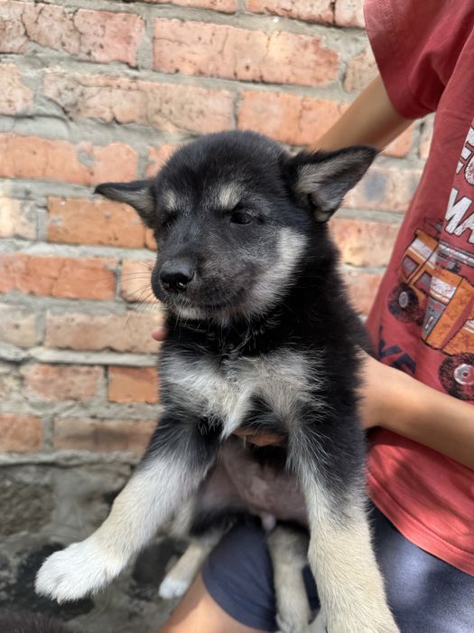 Цуценята віддам у добрі руки