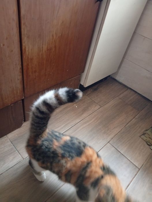 Дівчинка трикольорова від мами мишоловки