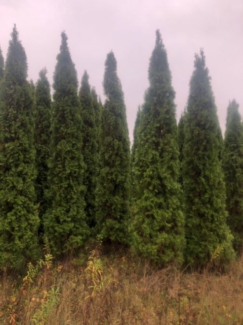 Thuja Szmaragd z bryłą z plantacji, o wysokości 3-5 m Sadzenie Transpo