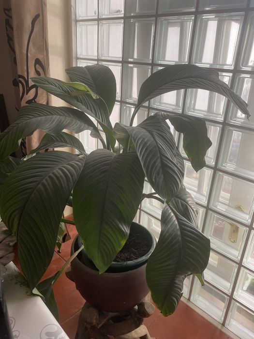 Lírio da paz envasada