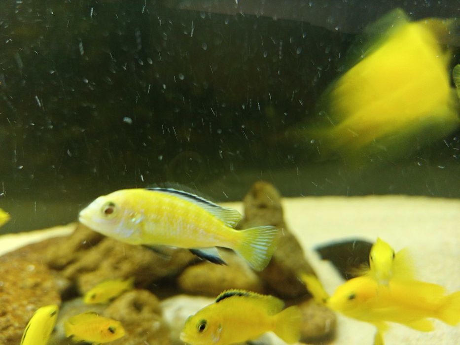 Machos de Ciclídeos Africanos Malawi - Labidochromis Caeruleus