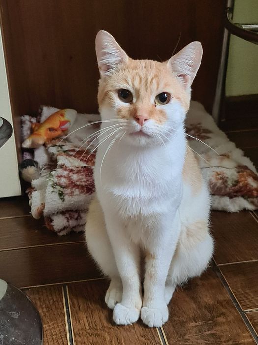 Молодий котик шукає турботливу родину