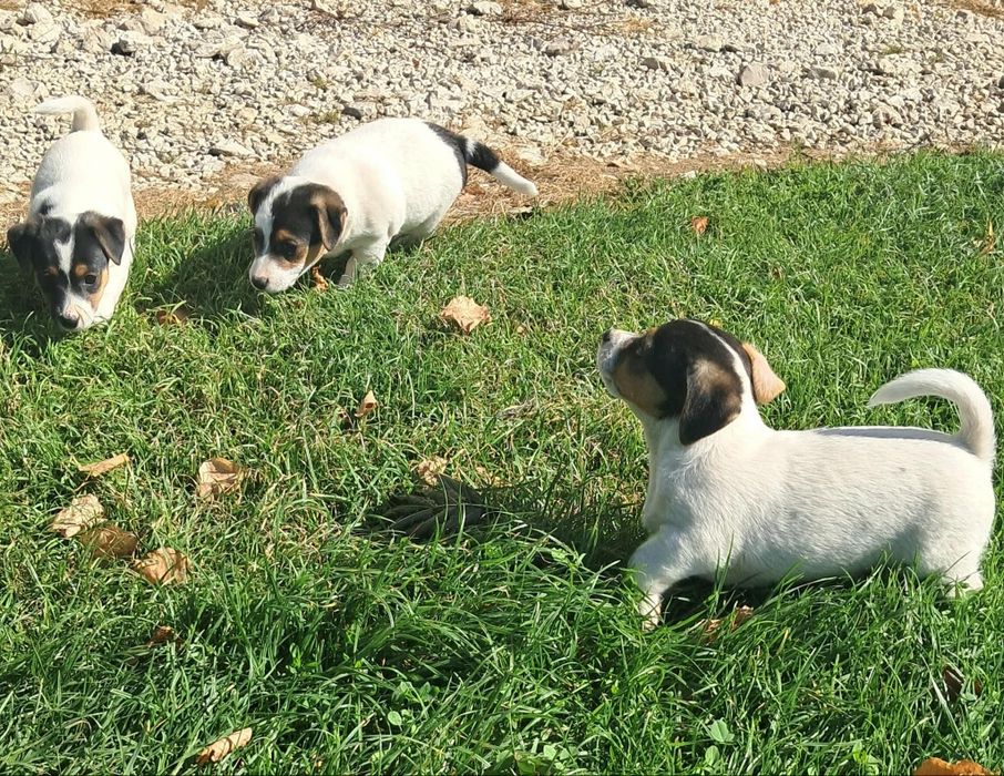 Jack Russel  szczenięta