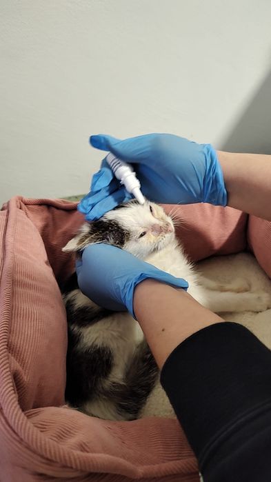 Majeczka walczy o życie, kotka, kot, adoptuj