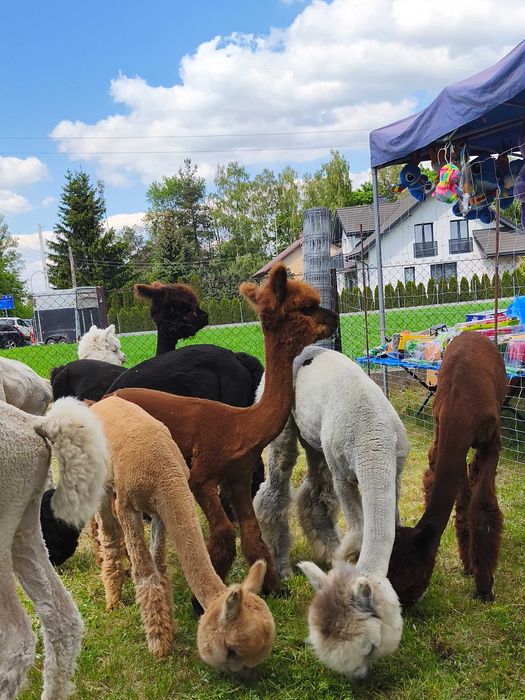 Alpaki młode samczyki ,samice Huacaya