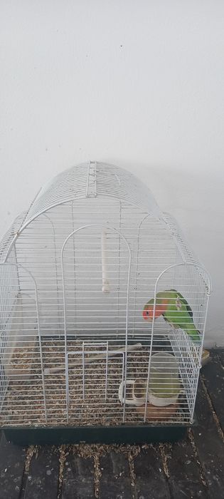 Rosicolli agapornis