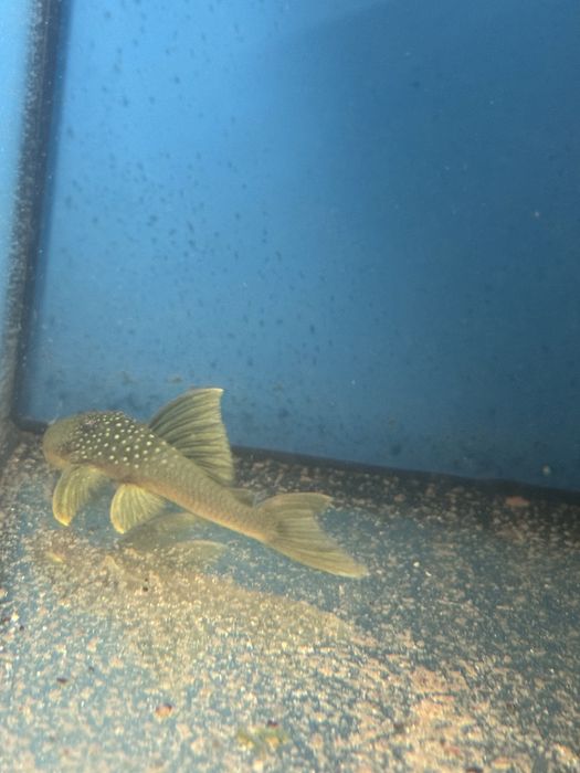 Hemiancistruss Subviritis l-200