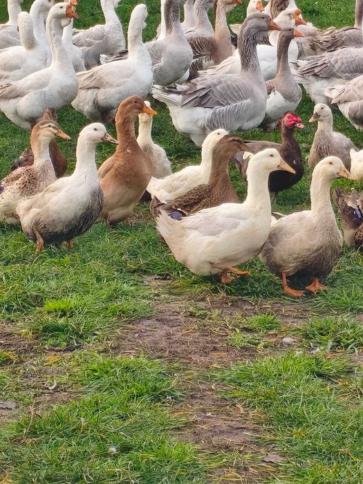 Kaczki ruańskie ,elesbury ,piżmowe czekoladowe