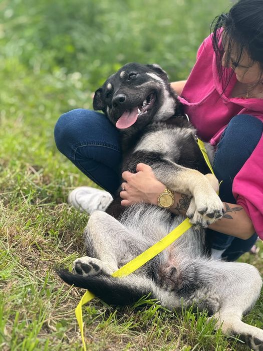 Szczeniak szuka domu- suczka do adopcji