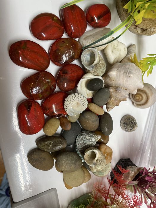 Aquario peixes com acessórios