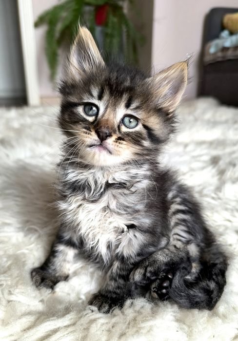 Кошенята  мейн-кун