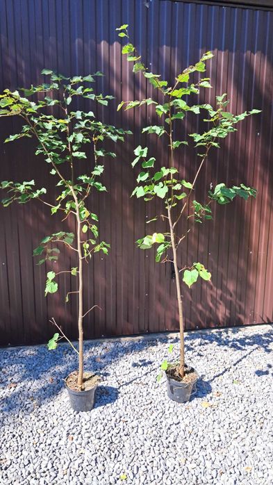 Modrzew w donicy 200cm, duże drzewo, dowóz, sosna, świerk, lipa, dąb
