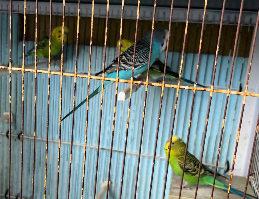 Vendo conjunto de pássaros