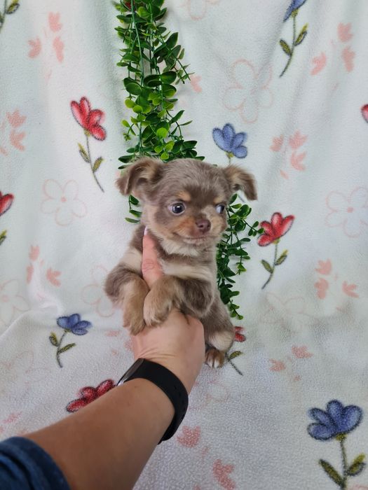 Excecional menino mini pelo comprido Chihuahua/Chiuaua de Qualidade