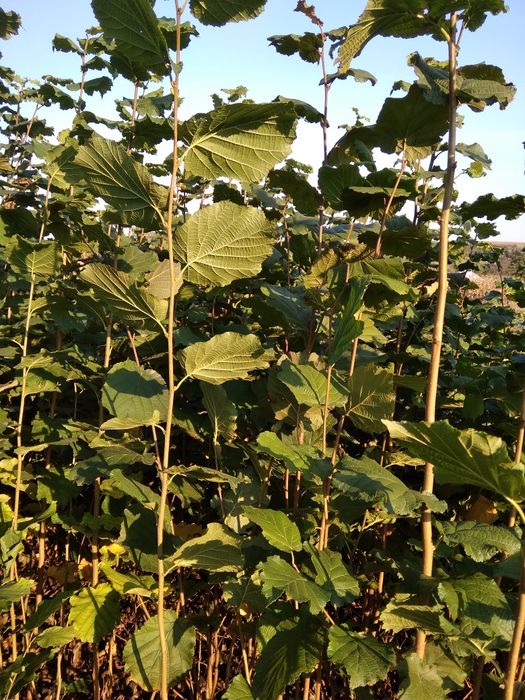 Саджанцi фундука.