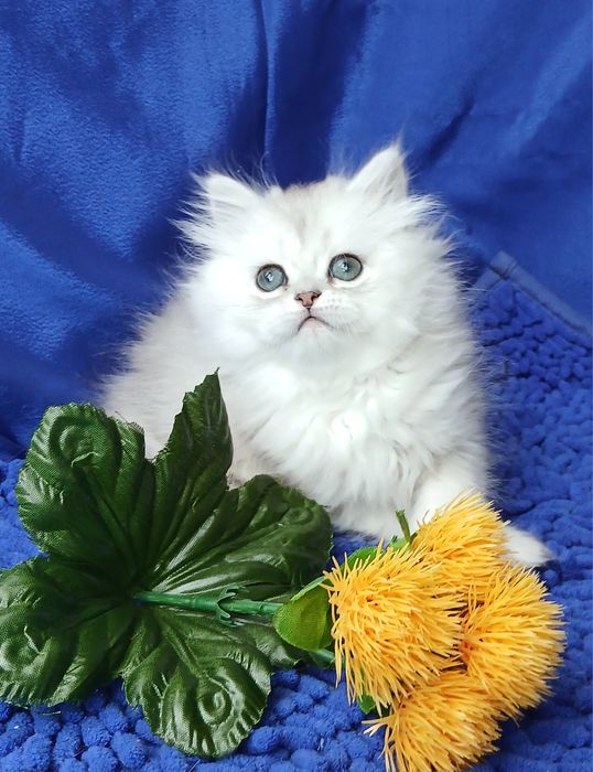 Девочка Серебристая шиншилла длинношерстная британская