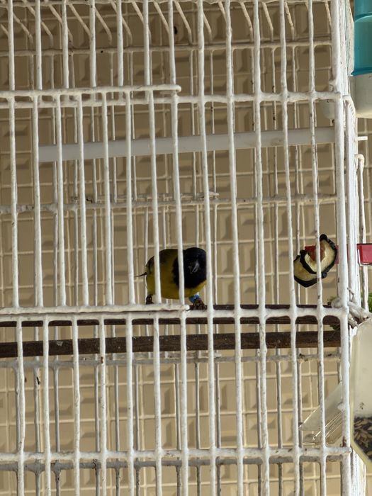 Vendo megellanicus/ tarim venezuela/ mestico de tarim 3 machos/ casal de canarios trimbado