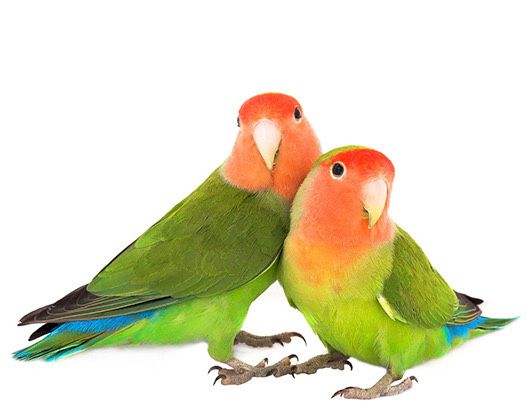 Casal de agapornis