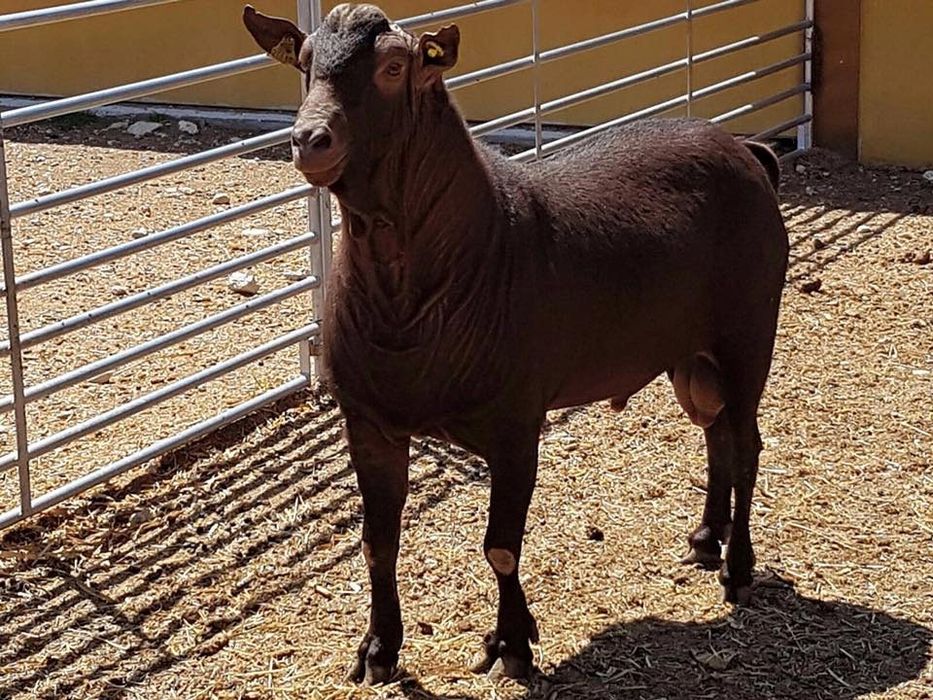 Продам козочок (крос альпійська × мурсіано-гранадіно)