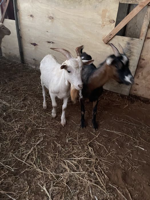 Casal de cabras anas