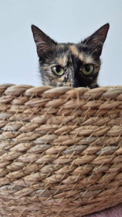 Urokliwa kicia do pokochania