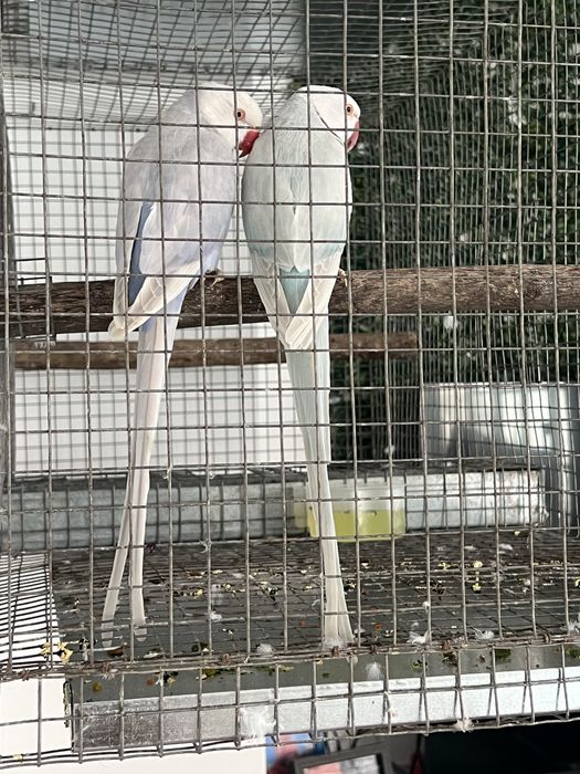 Ring neck casal a venda tenho 2 casais