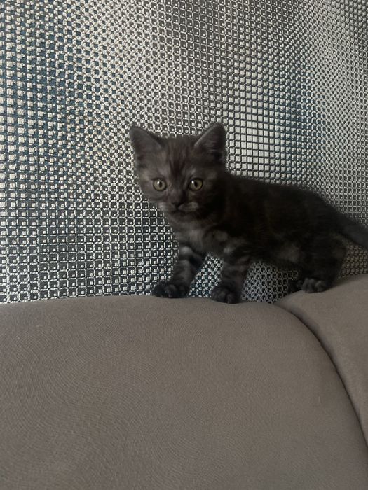 Шотландські  котики  шукають новий дім