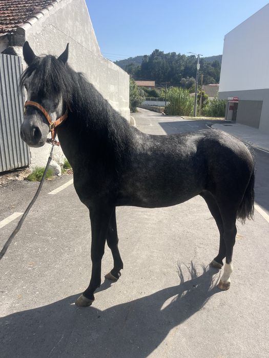 Duplo ponei castrado 1,40