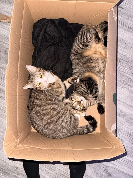 Koty do adopcji - dwaj bracia, 2 lata