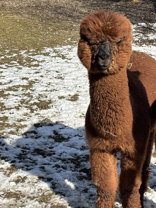 Alpaki - młode samce