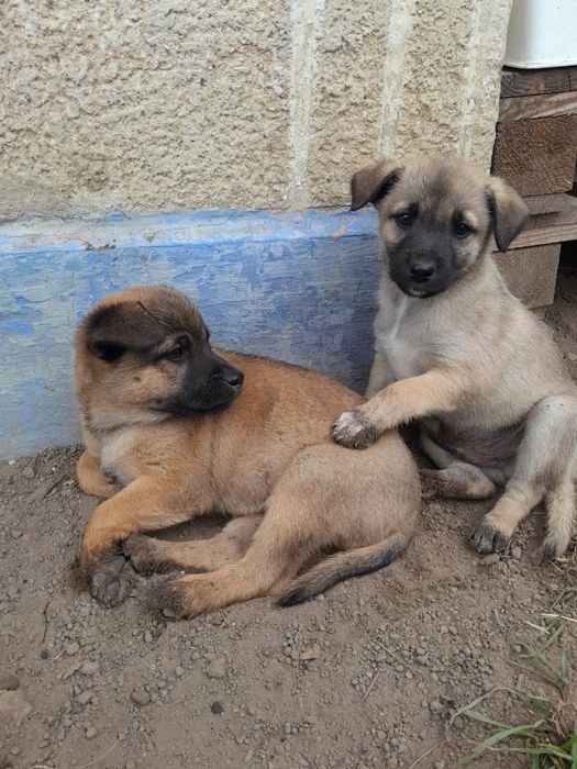 Цуценята в добрі руки