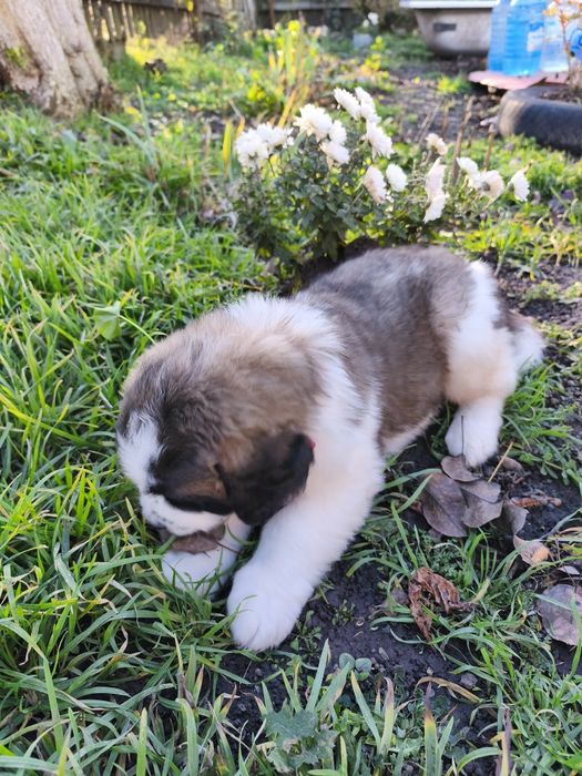 Продам песика 1міс