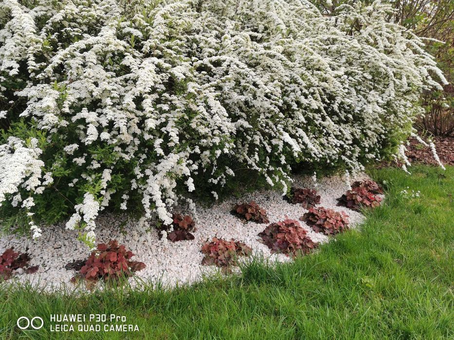 Grys Biała Marianna 8-16 kl. I - najbielsza. Kamień. Farys - MIŁAKOWO