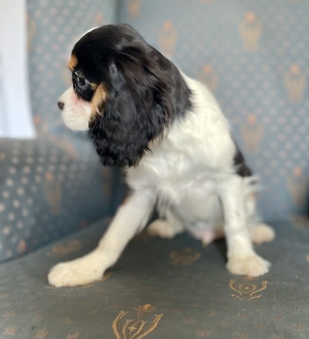 Cavalier king charles spaniel-samiec z kompletem szczepien