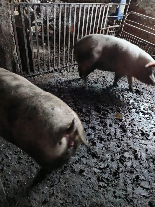 Продам свині живою вагою